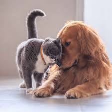 PRIMEROS AUXILIOS PARA MASCOTAS EN CASA